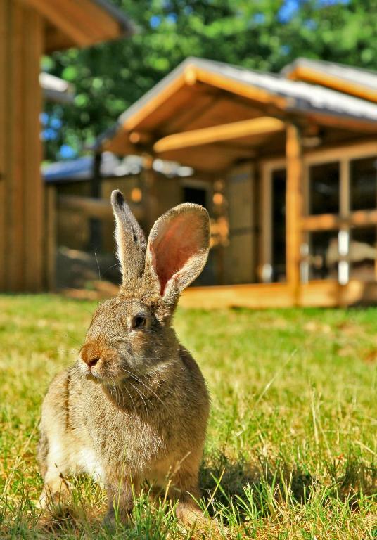 Albirondack Camping Lodge & Spa Oda fotoğraf